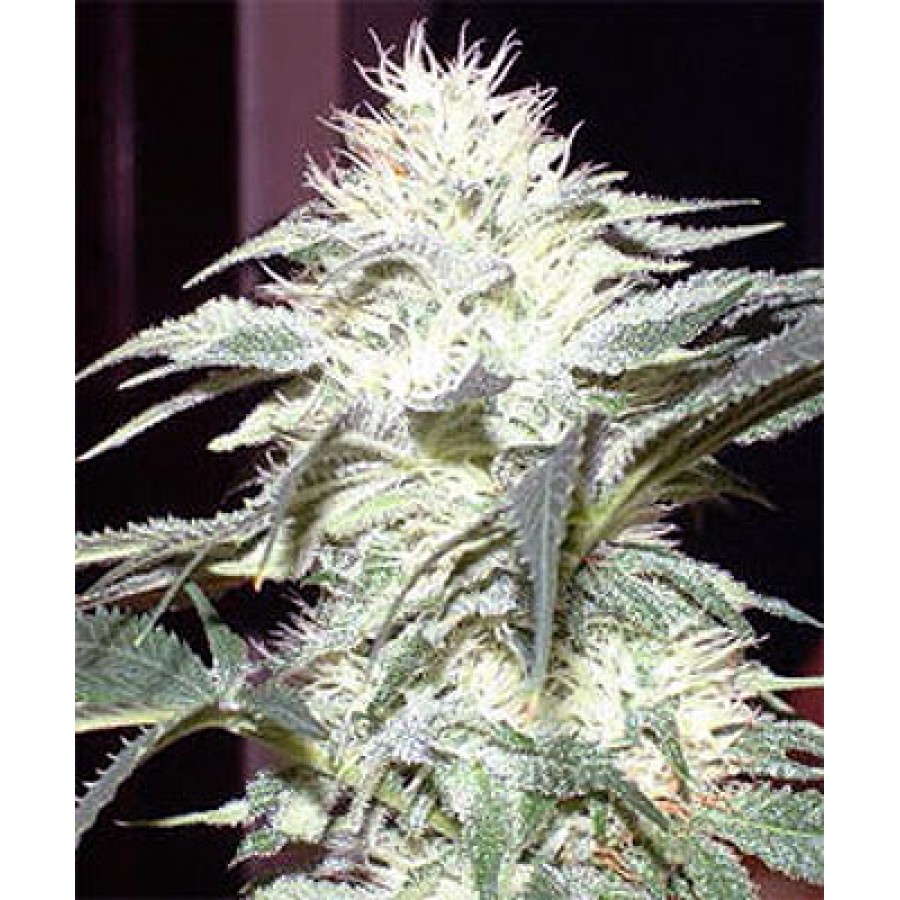White Widow (Cannabis) - Wikipedia