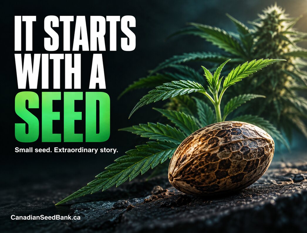 It Starts with a Seed