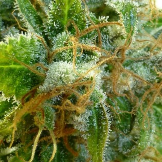 CITRUS SUPER HAZE FEM CITRUS SUPER HAZE FEM