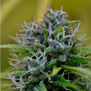 GSC x JACK HERER FEM GSC x JACK HERER FEM