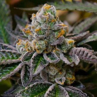 GIRL SCOUT COOKIES FEM