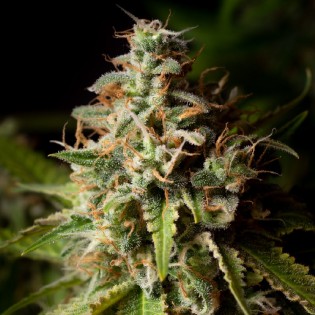 GREEN CRACK FEM GREEN CRACK FEM