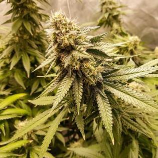 STRAWBERRY BANANA CHEESE FEM STRAWBERRY BANANA CHEESE FEM