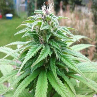 FORBIDDEN FRUIT aka "LE FRUIT DEFENDU"