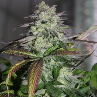 KINGS KUSH