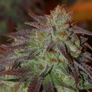 LIGHT OF JAH aka "JACK"