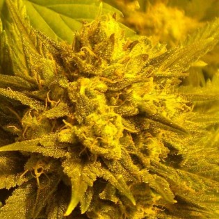 NORTHERN LIGHTS x HAZE BULK