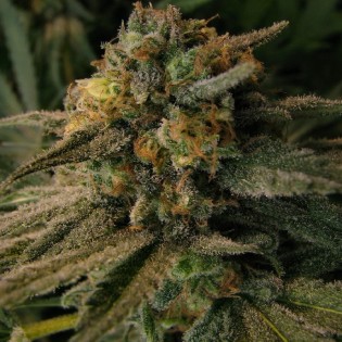 PINEAPPLE KUSH aka "PINEAPPLE EXPRESS"