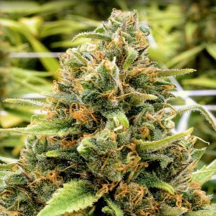 CBD SWEET & SOUR WIDOW