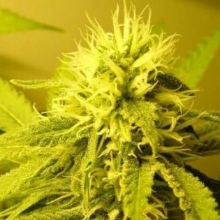 CRYSTAL RAIN CRYSTAL RAIN