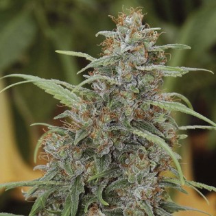 NEW YORK DIESEL NEW YORK DIESEL