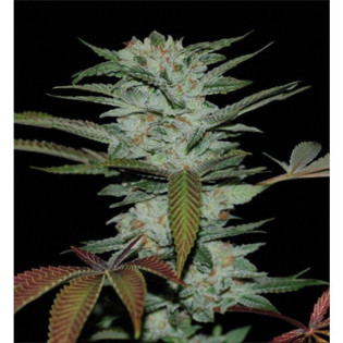 SOUR KUSH - BULK