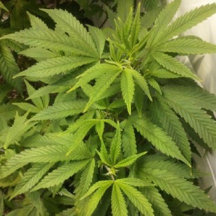 WAIKIKI QUEEN WAIKIKI QUEEN